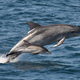 Illustration for article titled Here Are 8 Little Things You Can Do Every Day To Help Dolphins Go Extinct
